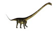 Barosaurus dinosaur walk isolated in white background - 3D render