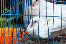 White Pigeon Doves In A Metal Wire Cage, On Sale At Street Market In Qingdao, Shandong Province, China