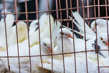 White Pigeon Doves In A Metal Wire Cage, On Sale At Street Market In Qingdao, Shandong Province, China