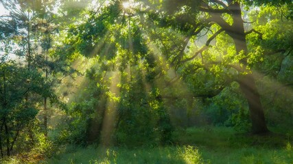 Aufkleber - Gimbal shot of magical morning forest. Sun rays break through the foliage of magnificent green tree. Fresh summer forest