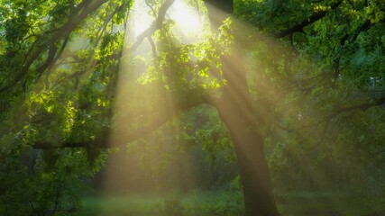 Aufkleber - Natural magic in the forest. Sun rays emerging though the green tree branches. Magical forest with warm sunbeams illuminating green oak tree