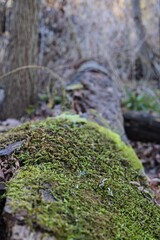 moss on the tree