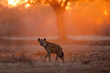 Spotted Hyena (Crocuta crocuta) wlking at sunrise with orange light in the background in Mana Pools National Park in Zimbabwe