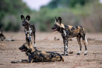 Wall Mural - african wild dog (lycaon pictus) preparing for hunting in mana pools national park in zimbabwe