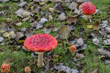 Red Mushroom On A Blurry Background Of Leaves And Moss.