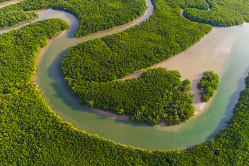 Wall Mural - Aerial view of mangrove forest with sea coastline