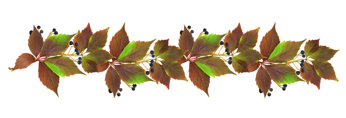 Wall Mural - colorful autumn leaves and blue berries of wild grapes in a line arrangrment