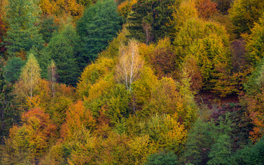 Wall Mural - the mountain autumn landscape with colorful forest