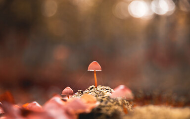 Wall Mural - Beautiful closeup of forest mushrooms. Gathering mushrooms. Mushrooms photo, forest photo, forest background