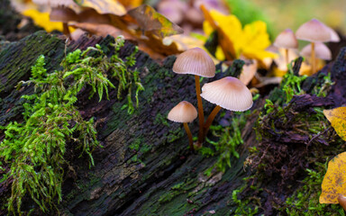 Wall Mural - Beautiful closeup of forest mushrooms. Gathering mushrooms. Mushrooms photo, forest photo, forest background