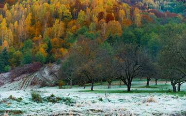 Wall Mural - the mountain autumn landscape with colorful forest