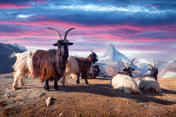 Wall Mural - resting goats on matterhorn cervino peak background near stellisee lake in swiss alps during sunset.