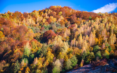 Wall Mural - the mountain autumn landscape with colorful forest