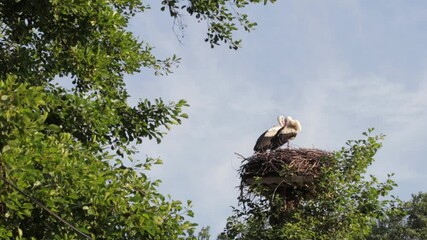 Wall Mural - storks in the nest, full hd footage