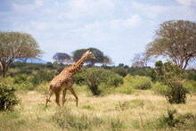 A Giraffe Is Walking Between The Bush In The Scenery Of The Savannah
