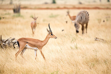 Wall Mural - An antelope and some zebras in the savannah of Kenya