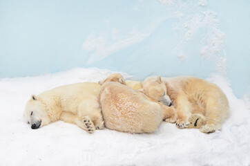 Wall Mural - polar bear in the snow