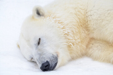 Wall Mural - polar bear sleeping