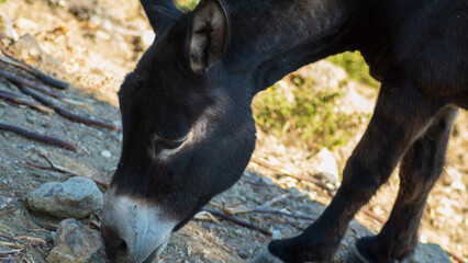 Black Donkey grazing in an arid field