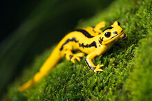 Fire Salamander (Salamandra Salamandra) Is The Best Known Salamander, With Its Black Spots On Yellow Body. Fire Salamanders Live In Forest Of Central Europe And Hilly Areas, Ponds Or Brooks.