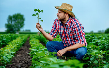 Farmer in a soybean field. Agricultural concept