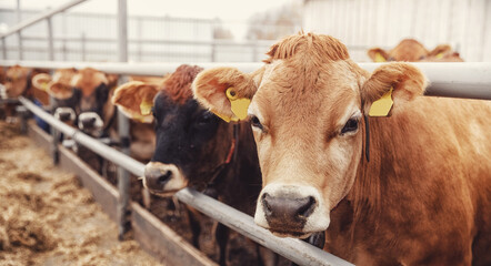 Portrait cows red jersey with automatic collar stand in stall eating hay. Dairy farm livestock industry