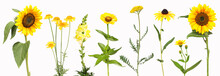Selection Of Yellow Garden Flowers