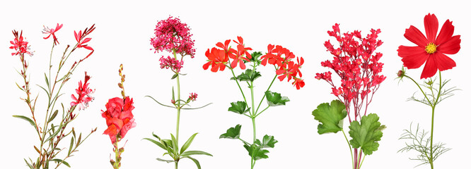 Selection of red garden flowers