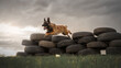 Working dog belgian malinois is jumping for ball