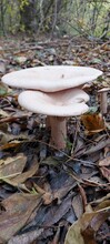 Two Large Cream Mushrooms In The Forest Against The Background Of Autumn Foliage.