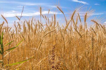 Wall Mural - Golden ears of ripe wheat. Closeup ears on a wheat field against a blue sky and white clouds. Harvest concept