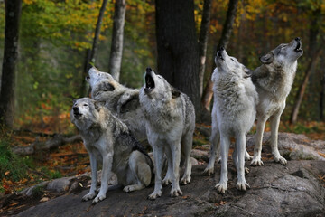 eastern timber wolves howling on a rock.