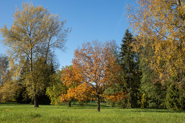 the trees in the park are covered with bright yellow leaves against the blue sky. golden autumn in p