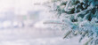 © maria_lh - Winter panorama of fir branches with snow and frost on a light background for decorative design