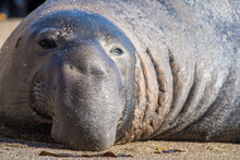 Bull Elephant Seal On San Simeon Beach - California