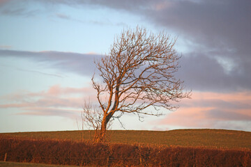 Poster - Tree in evening light in winter	