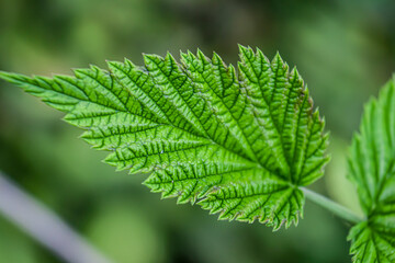 Wall Mural - Raspberry plant starting to grow in the spring.Young green raspberry leaves in nature.