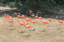 Flock Of Plastic Flamingos In A Dry Grassy Field.