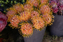 Full Bucket Of Fresh Cut Orange Leucospermum Cordifolium Or Nodding Pincushion Flowers In A Flower Shop In Autumn.