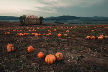 moody and creepy pumpkin patch in the evening with cloudy dark sky and hills on background. illumina