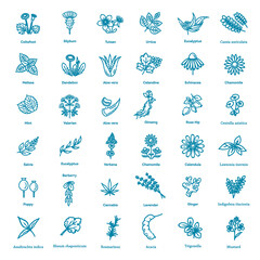 Naklejka na meble Herbs collection. Medical healthy herbs and flowers