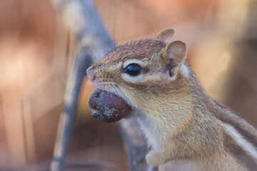 Wall Mural - eastern chipmunk (Tamias striatus) in autumn