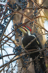 Sticker - Male pileated woodpecker (Dryocopus pileatus) autumn eating grapes 