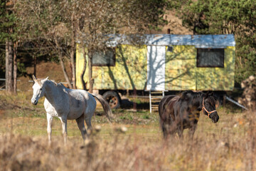 Free horses gallop on a ranch in the forest grassland in Bulgaria pure breed beautiful nature