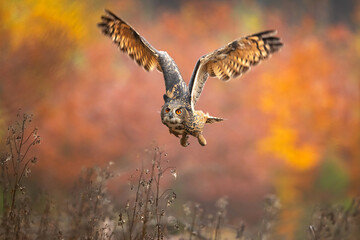 It is also called the European eagle-owl and in Europe, it is occasionally abbreviated to just the eagle-owl