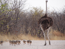 An Ostrich Family