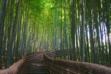 Bamboo Forest At Adashino Temple, Kyoto Pref., Japan