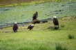 Three adult bald eagles and one juvenile eagle looking for salmon in southeast Alaska 