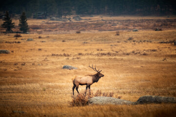  Male elk in the fall meadows of the Rocky Mountain Natinal Park Colorado