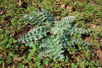 Alcachofra do Algarve (Cynara algarbiensis) 